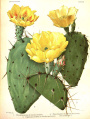 Opuntia atrispina Griffiths 50978.jpg