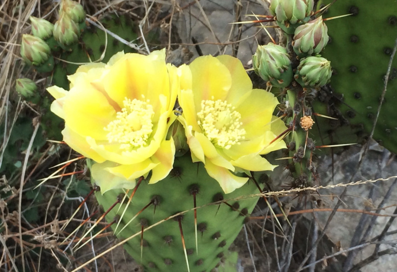 Файл:Opuntia strigil 74.jpg