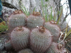Parodia scopa 1550.JPG