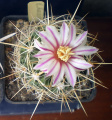 Stenocactus multicostatus