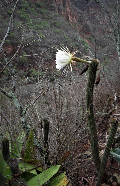 Файл:Trichocereus thelegonoides 1h.jpg