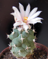 Turbinicarpus lophophoroides Maks.jpg