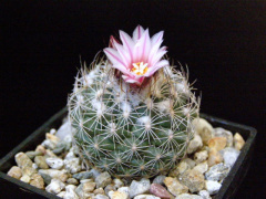Turbinicarpus saueri ssp. nelissae.jpg