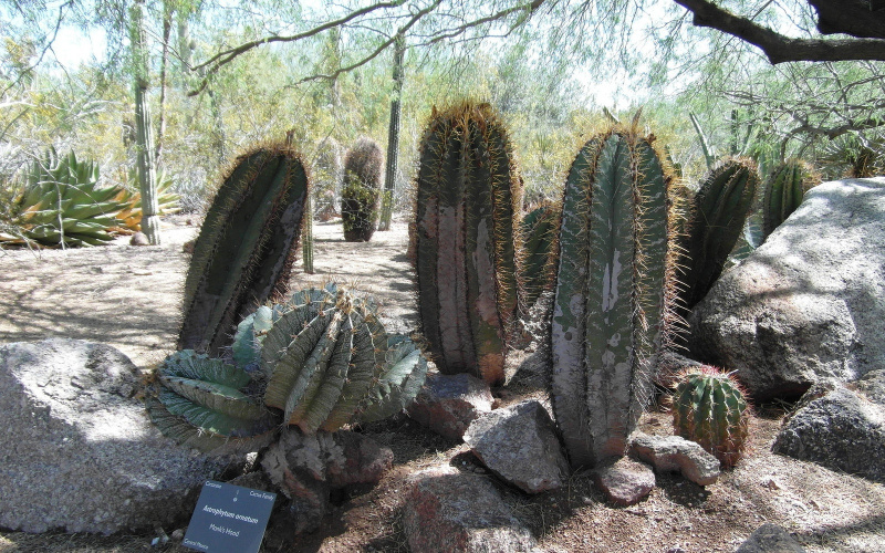 Файл:Astrophytum ornatum 5.jpg