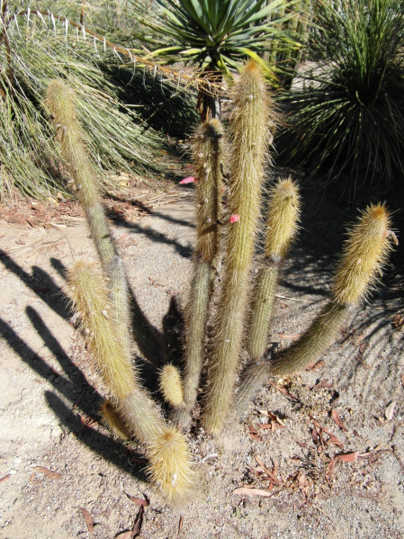 Файл:Cleistocactus hyalacanthus 1.JPG