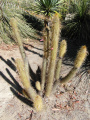 Cleistocactus hyalacanthus 1.JPG
