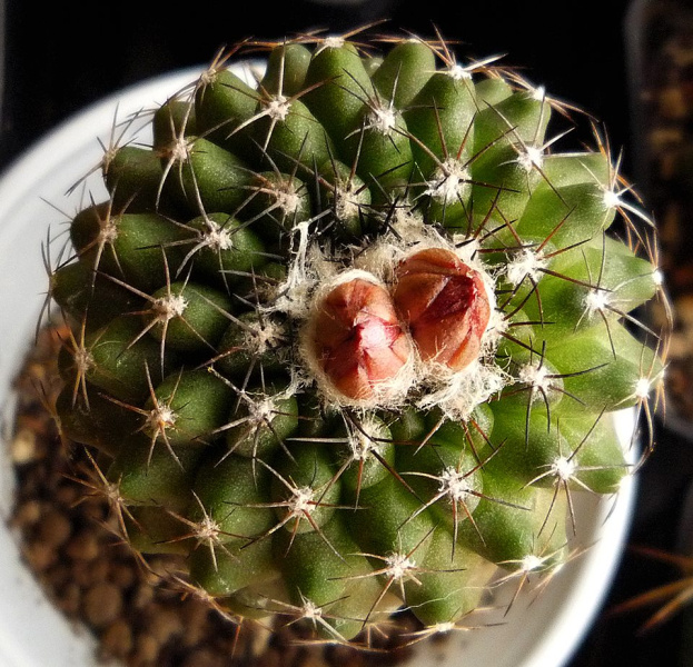 Файл:Copiapoa humilis ssp. tenuissima 2.jpg