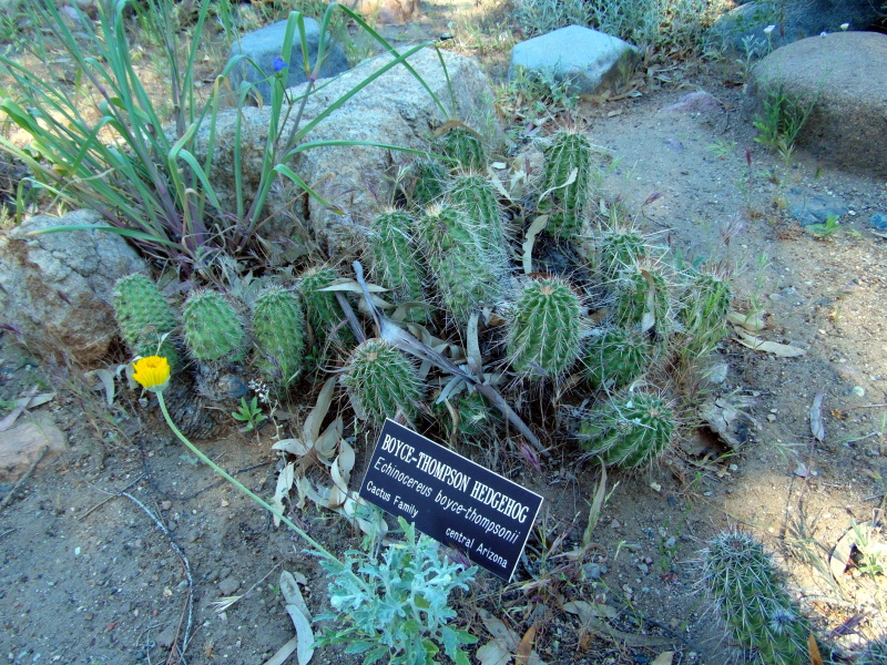 Файл:Echinocereus fasciculatus ssp. boyce-thompsonii 3.JPG