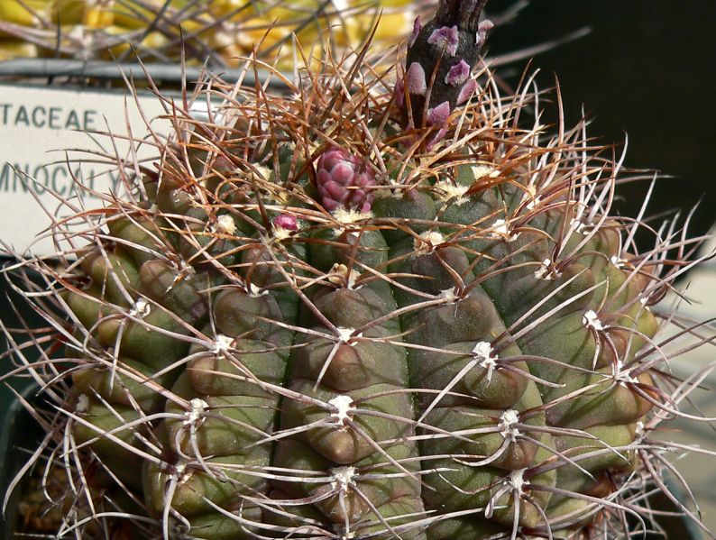 Файл:Gymnocalycium fleischerianum 1.jpg
