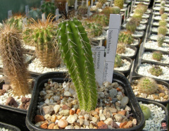 Neobuxbaumia euphorbioides.jpg