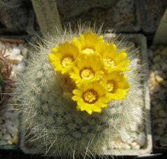 Parodia chrysacanthion.jpg