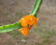 Pfeiffera miyagawae 1.jpg