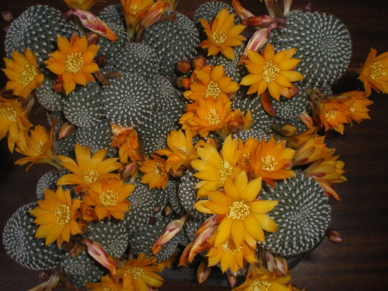 Файл:Rebutia minuscula 3.jpg
