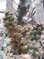 Tephrocactus molinensis begie gl.
