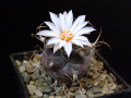 Turbinicarpus schmiedickeanus ssp macrochele 1.jpg