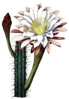Cereus aethiops.jpg