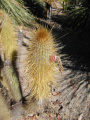 Cleistocactus hyalacanthus 23.JPG