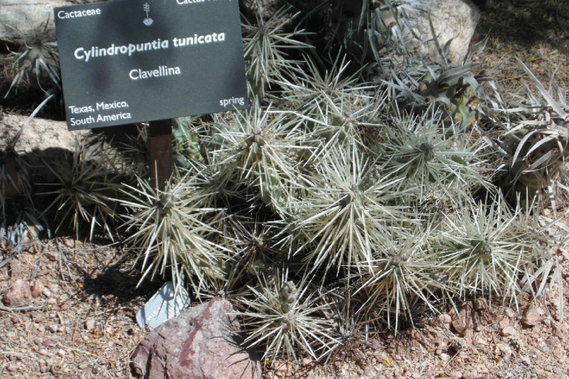 Файл:Cylindropuntia tunicata 3.JPG
