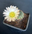 Echinocereus pulchellus ssp. sharpii 2.jpg