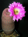 Echinocereus rigidissimus ssp. rubispinus