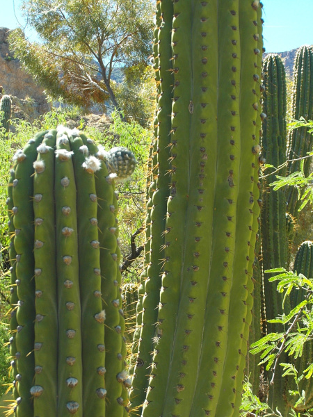 Файл:Echinopsis terscheckii 8.JPG