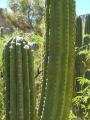 Echinopsis terscheckii 8.JPG
