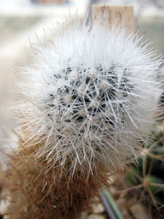 Escobaria laredoi melaleuca.jpg