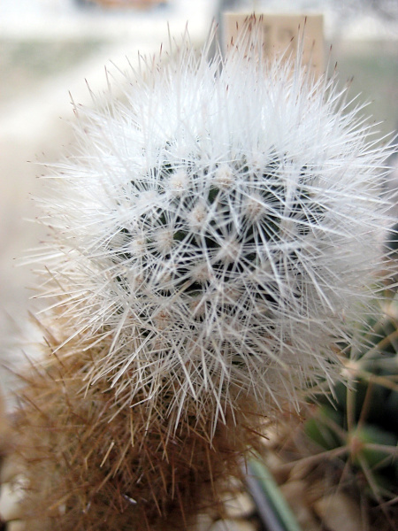 Файл:Escobaria laredoi melaleuca.jpg