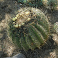 Ferocactus glaucescens 8.JPG