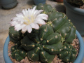 Gymnocalycium denudatum 03.jpg
