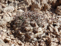 Gymnocalycium glaucum ssp. ferrarii 4.JPG