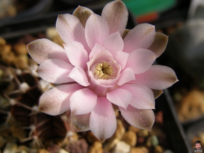 Файл:Gymnocalycium mihanovichii var. friedrichii 2.jpg