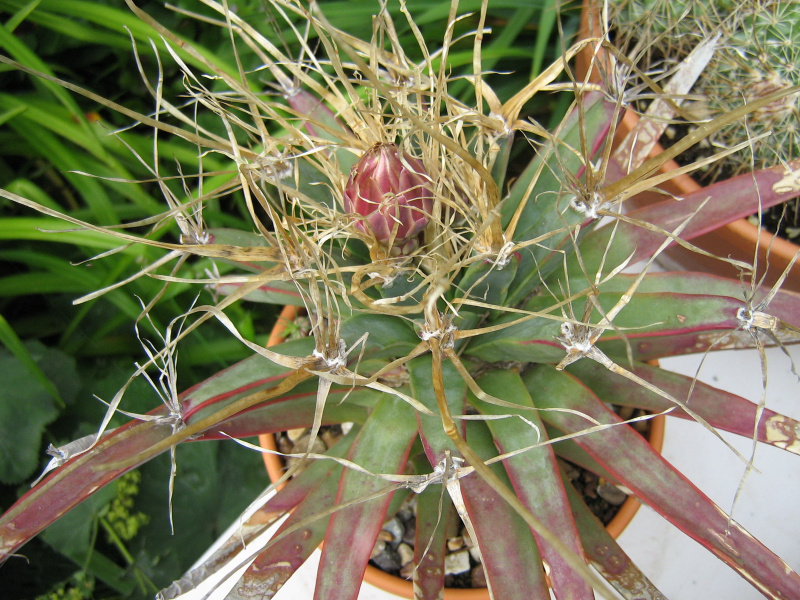 Файл:Leuchtenbergia principis Colin.JPG