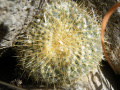 Mammillaria muehlenpfordtii 06.jpg