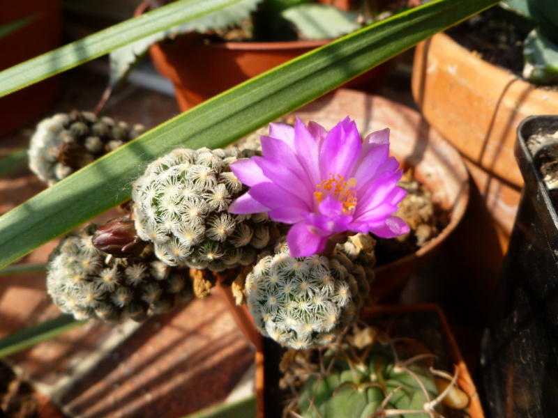 Файл:Mammillaria theresae 1.jpg