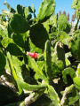 Nopalea cochenillifera