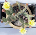 Opuntia polyacantha 7.JPG