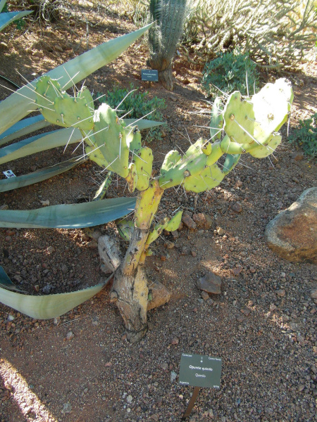 Файл:Opuntia quimilo 6.jpg