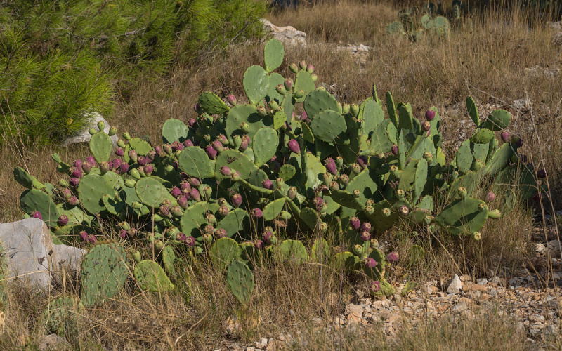 Файл:Opuntia stricta 01.jpg