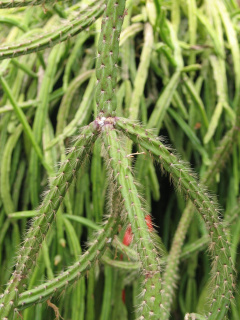 Rhipsalis dissimilis 1.jpg