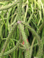 Rhipsalis dissimilis