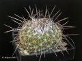 Thelocactus conothelos ssp. aurantiacus 2.jpg