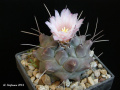 Thelocactus multicephalus RS 30/96