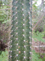 Brasilicereus phaeacanthus