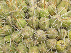 Cumulopuntia boliviana ssp. boliviana 1.JPG