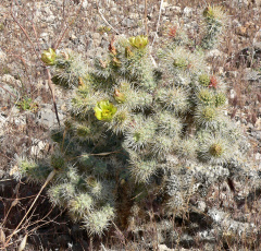 Cylindropuntia echinocarpa 1.jpg