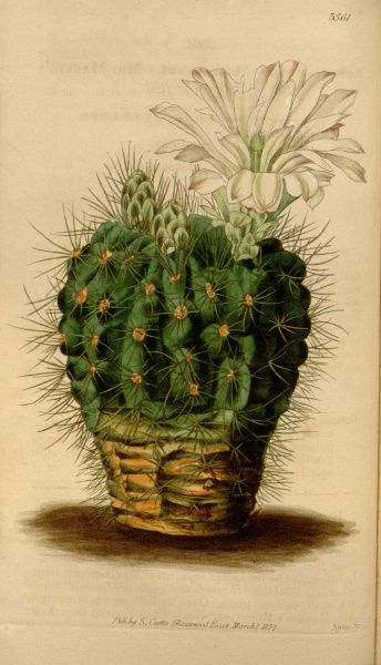 Файл:Echinocactus mackieanum 0059.jpg