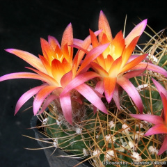 Echinopsis maximiliana ssp. westii.jpg