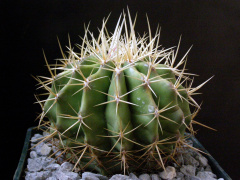 Ferocactus alamosanus ssp. reppenhagenii.JPG