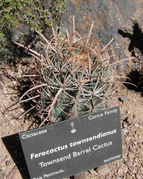 Файл:Ferocactus tawnsendianus 8.JPG